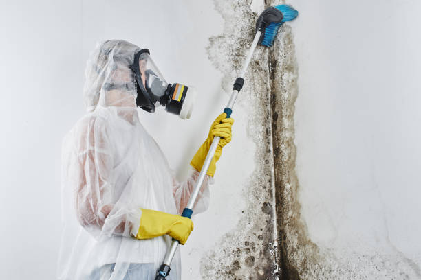 Trusted Crystal Lake, IL Mold Removal Experts